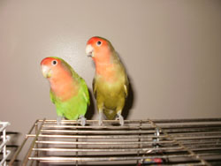 Francesca's Birds