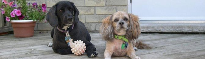 Dogs On Porch